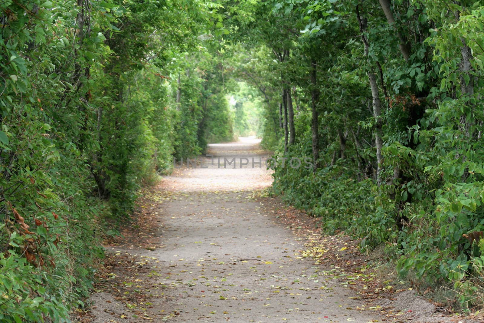 A pathway through a forest forming a tunnel.
