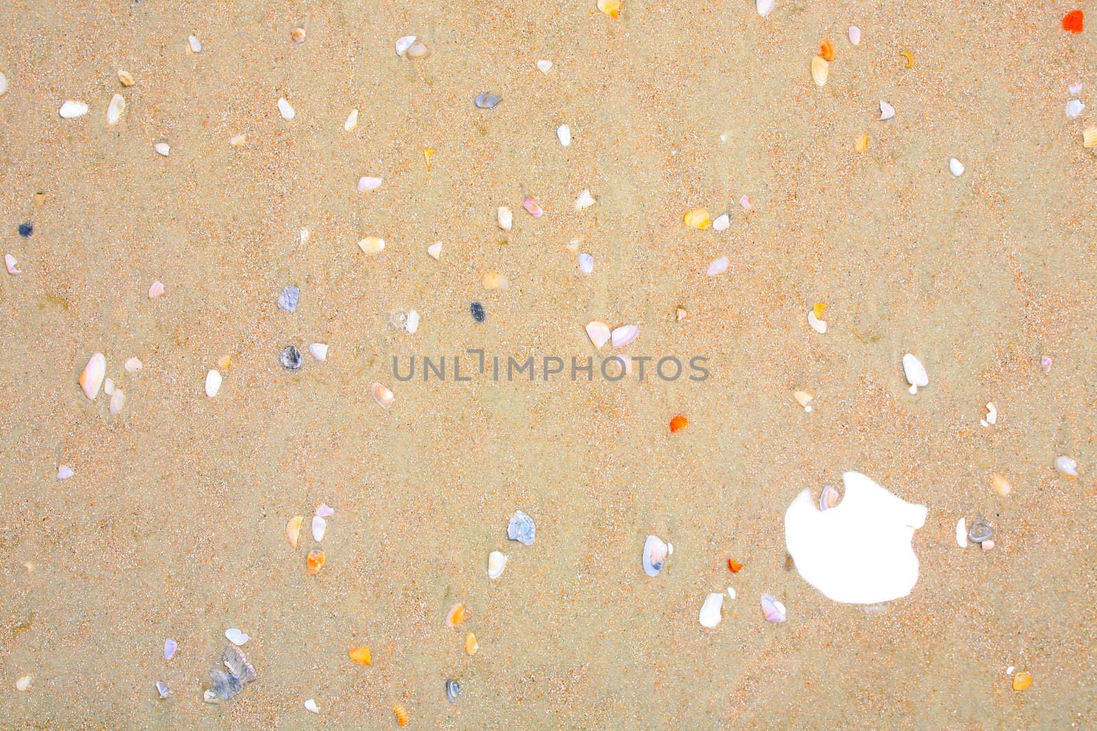 Small colorful shell on sand background