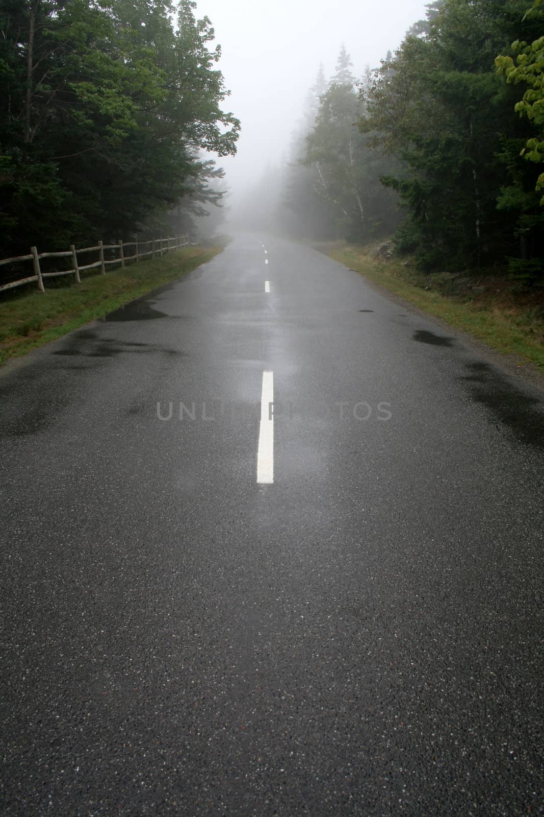 A road leading through a forest cast in fog.
