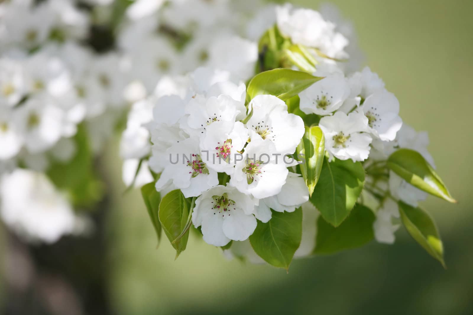 Delicate apple or plum blossoms by jarenwicklund