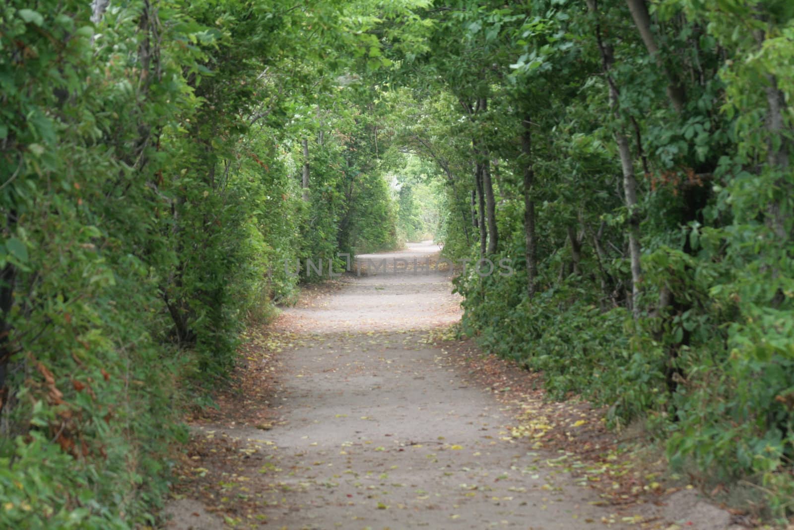 A pathway through a forest forming a tunnel, with the focus set to infinity.
