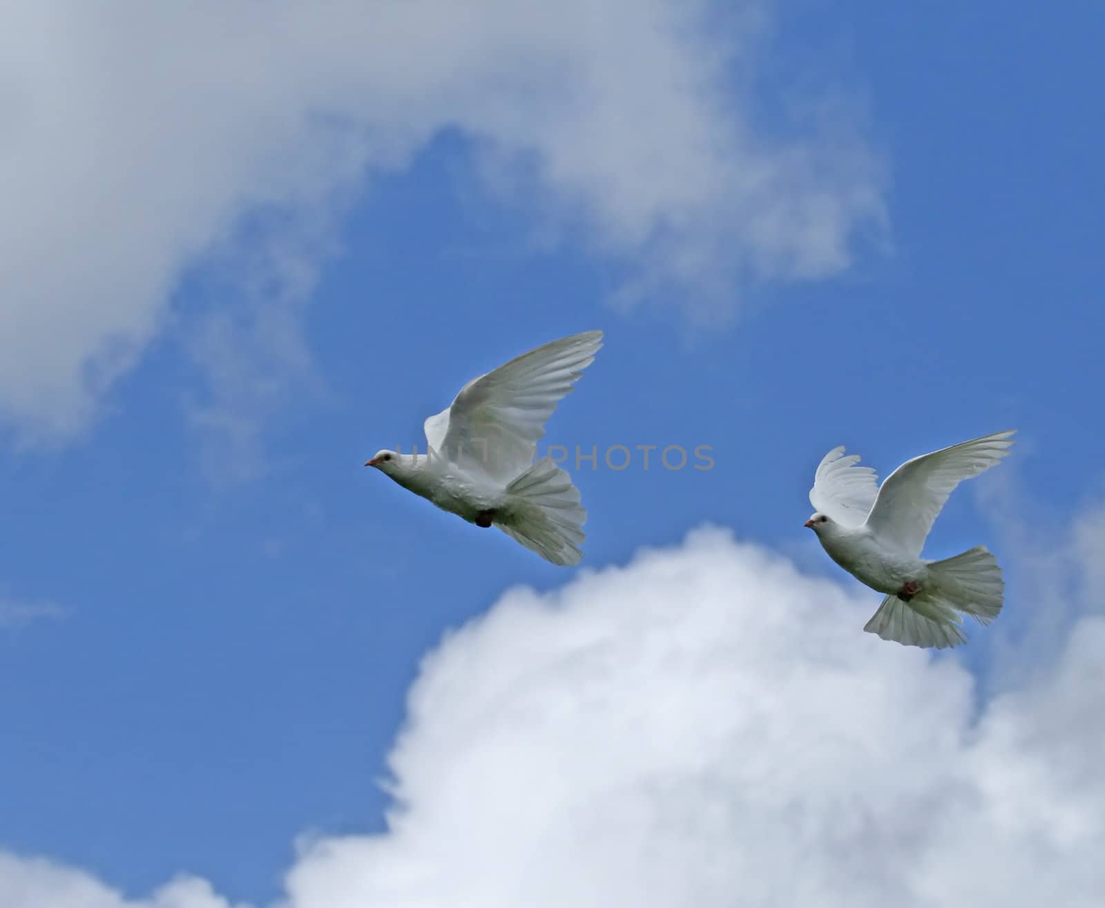 White Doves against blue sky and clouds