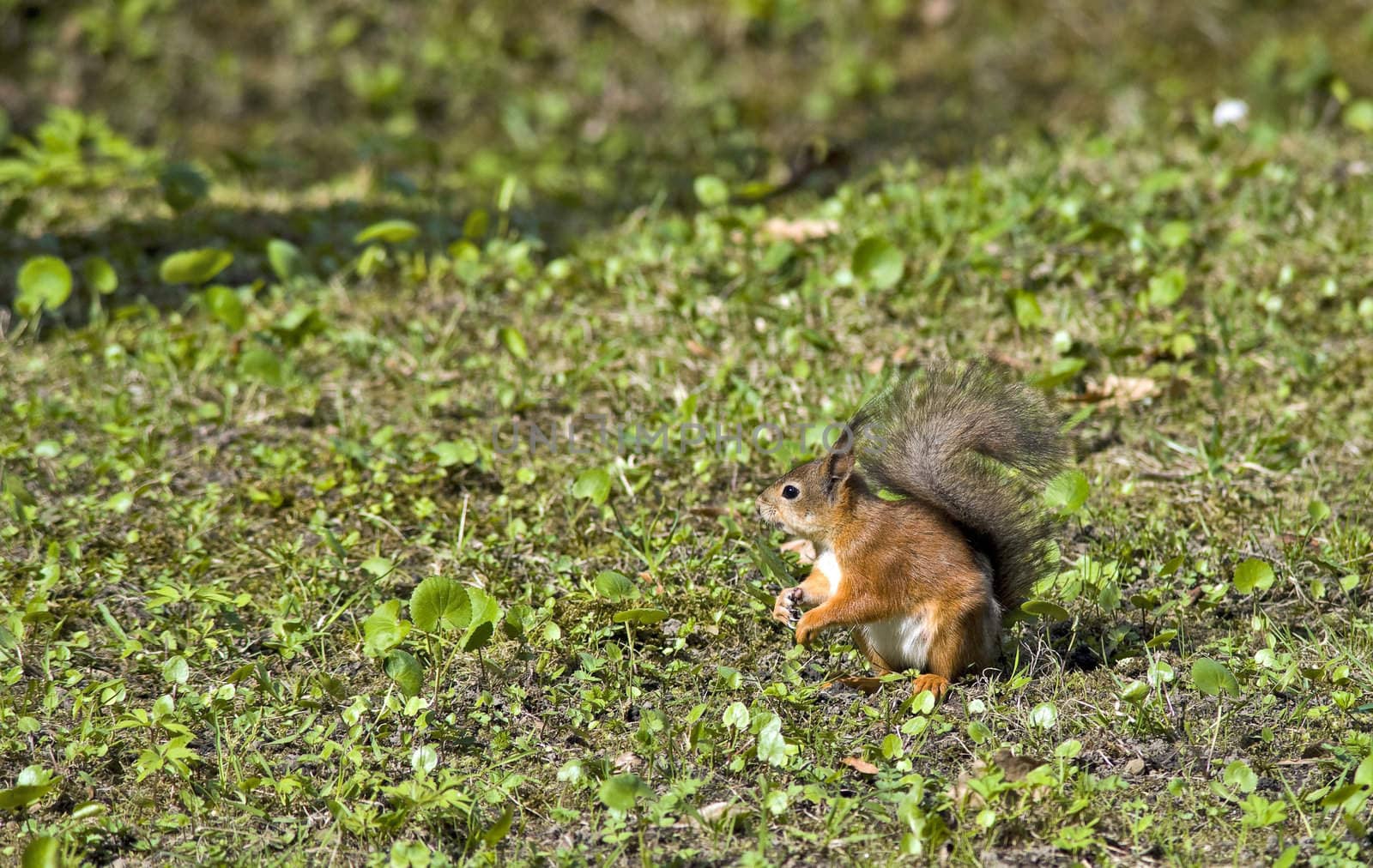 Sweetly pretty squirrel with bushy tail
