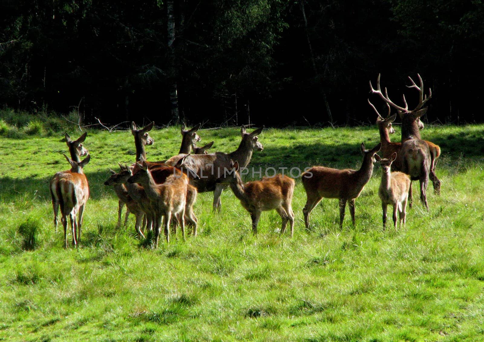 Deers by Arsen