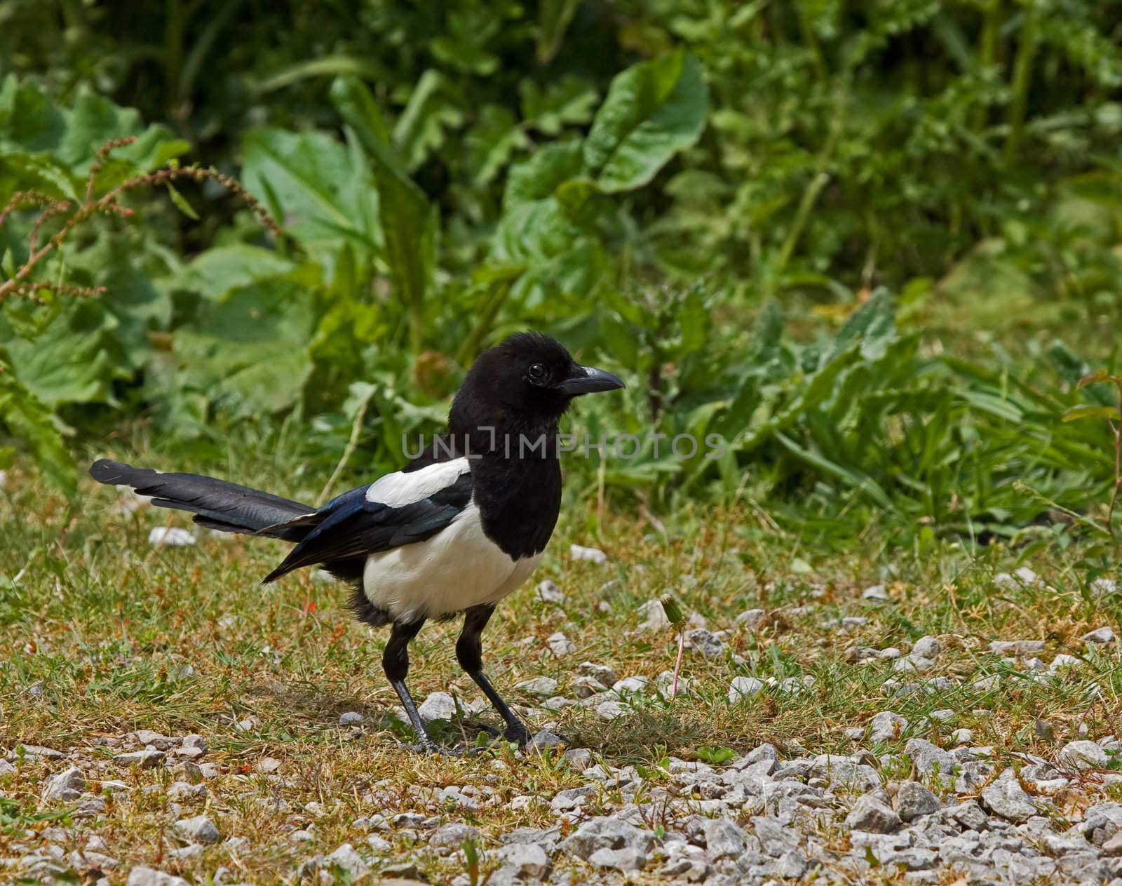 Common Magpie at Castle Hill in Newhaven, East Sussex, England.