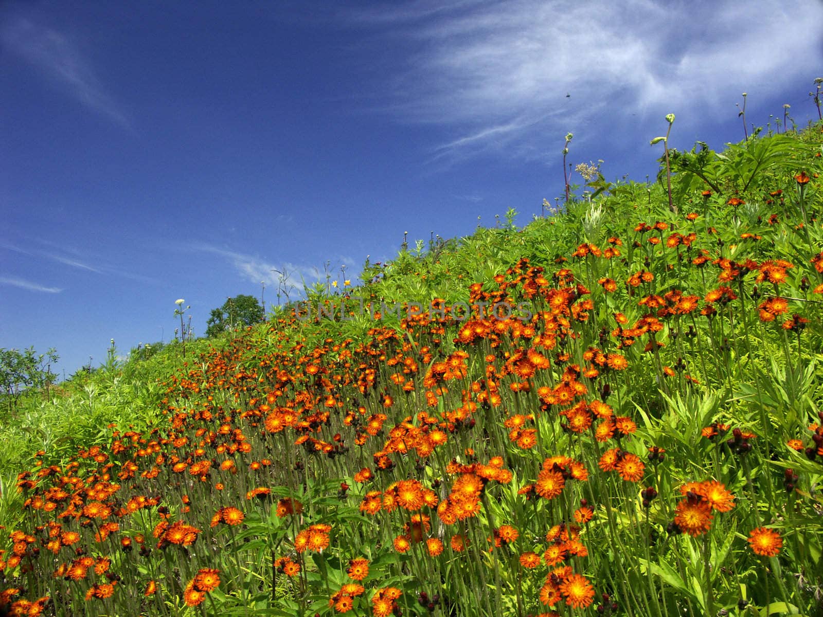 Field flowers