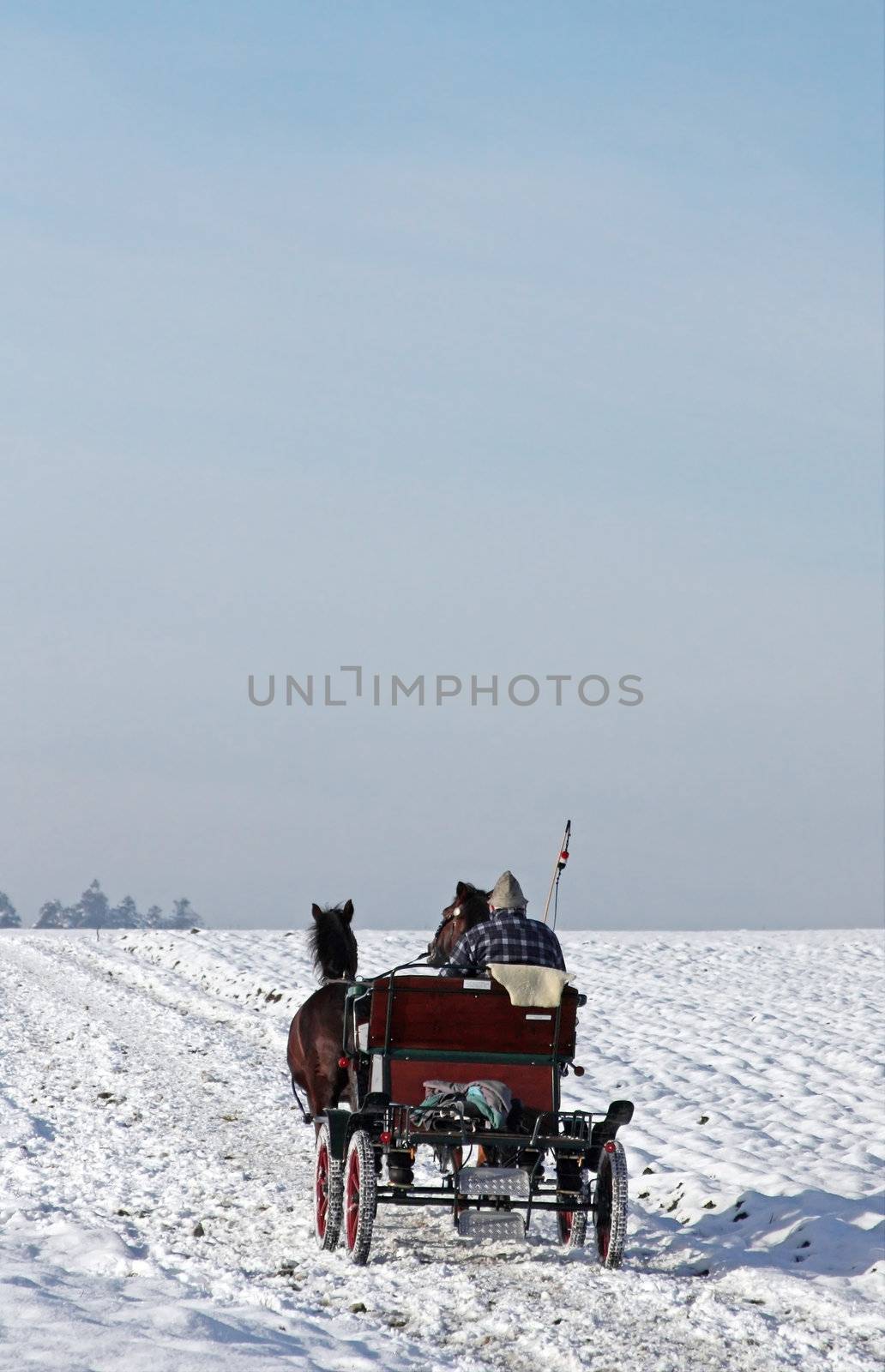 This image shows a driving horse-drawn carriage in winter