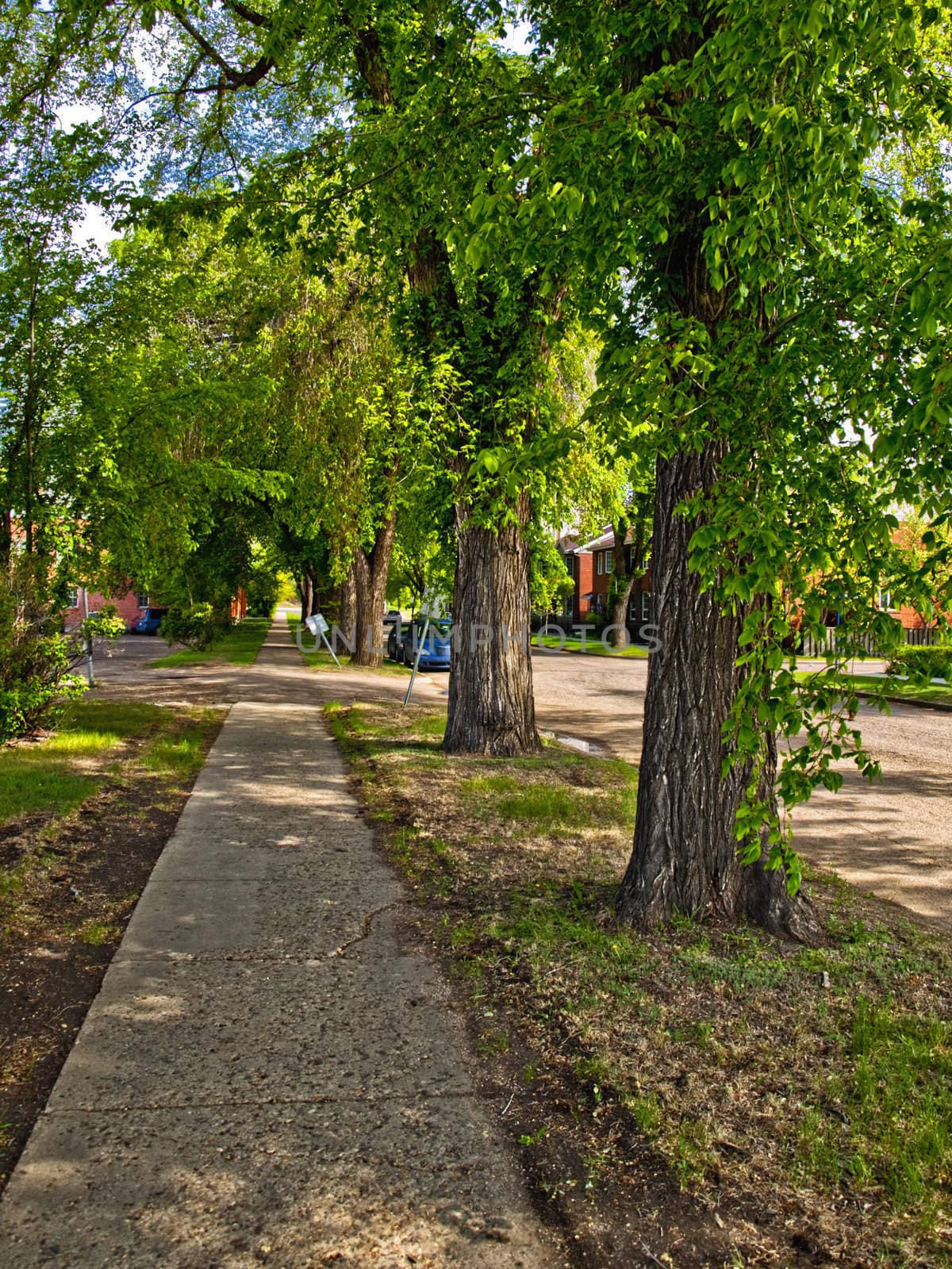 An uban sidewalk shaded by beautiful trees in the summer afternoon.