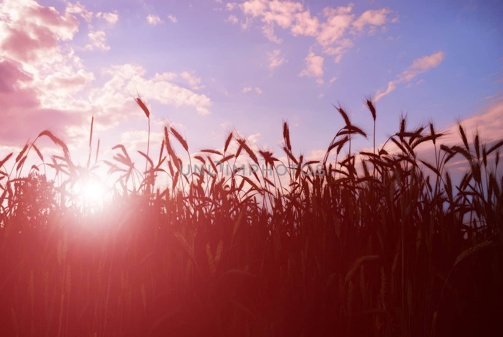 Field of barley or wheat in sunset.