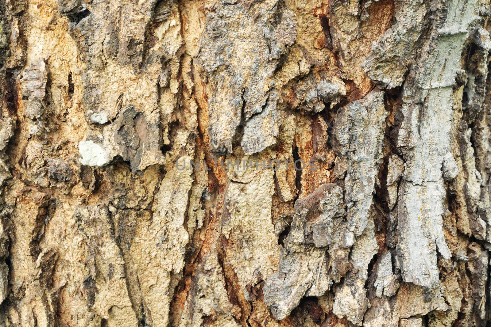 Weathered tree bark for background use.