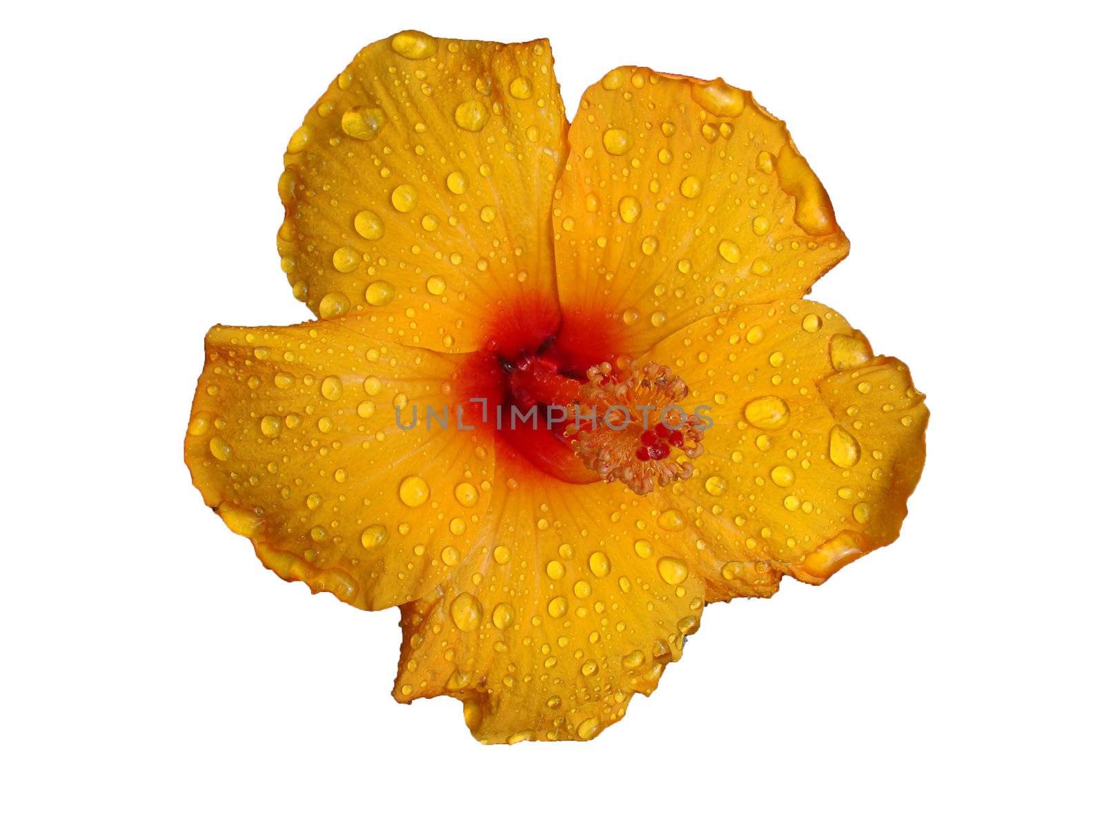 Beautiful yellow Hibiscus with dew drops Isolated on White