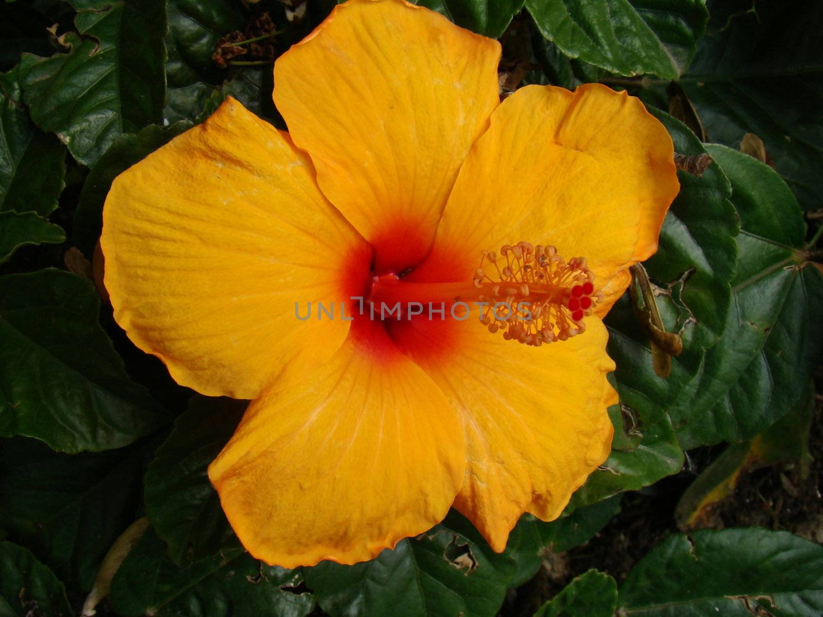 Lovely yellow hibiscus looks 3d with the pistol sticking out