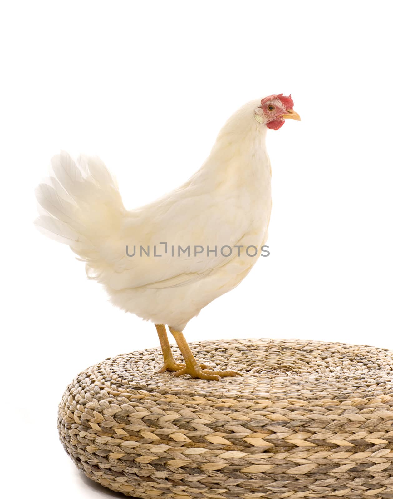 A chicken on white background in studio