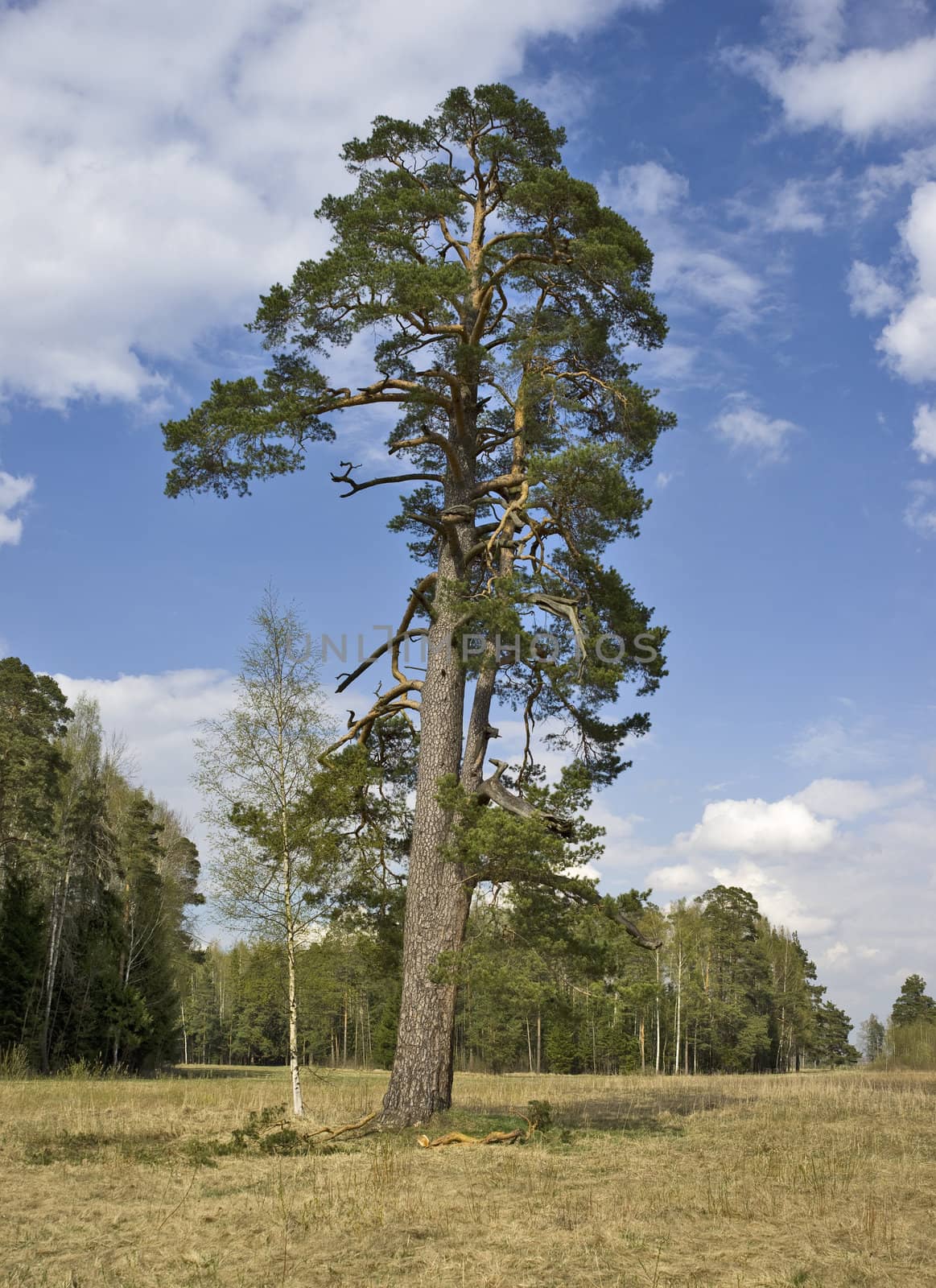 Single pine tree by mulden