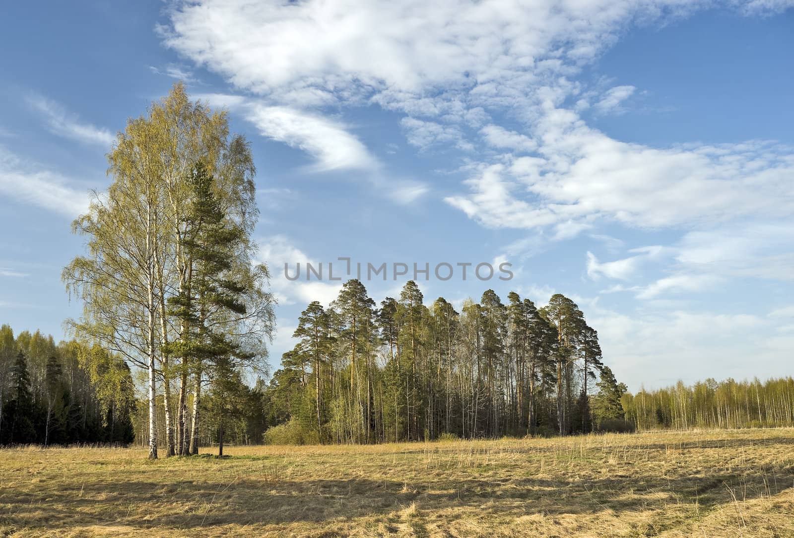 Birches and fir trees near the forest