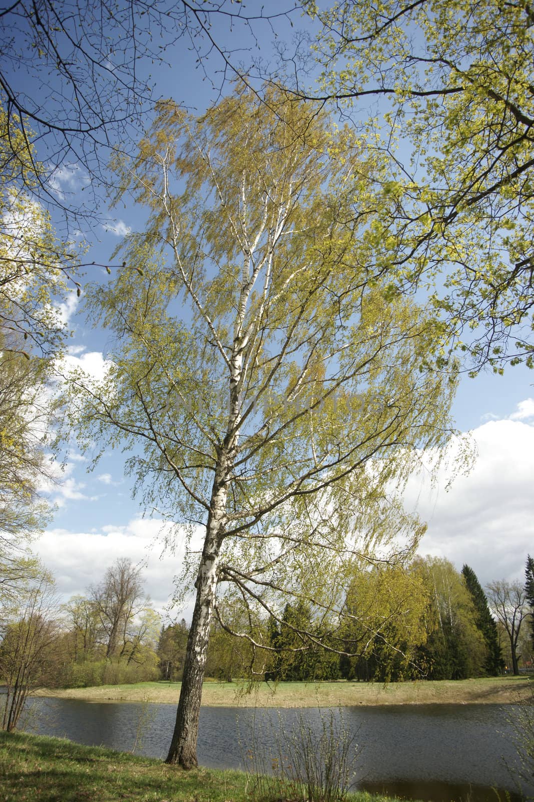 Spring birch on the riverside nodding to water