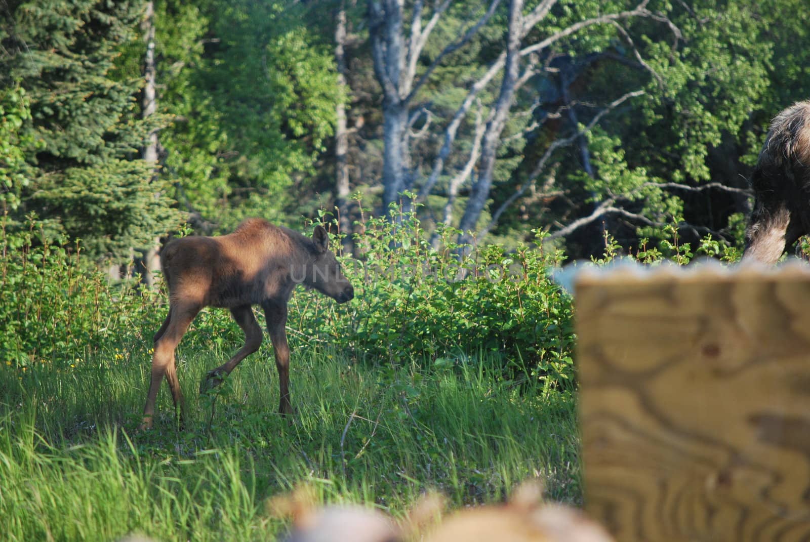 A newborn moose calf in the grass