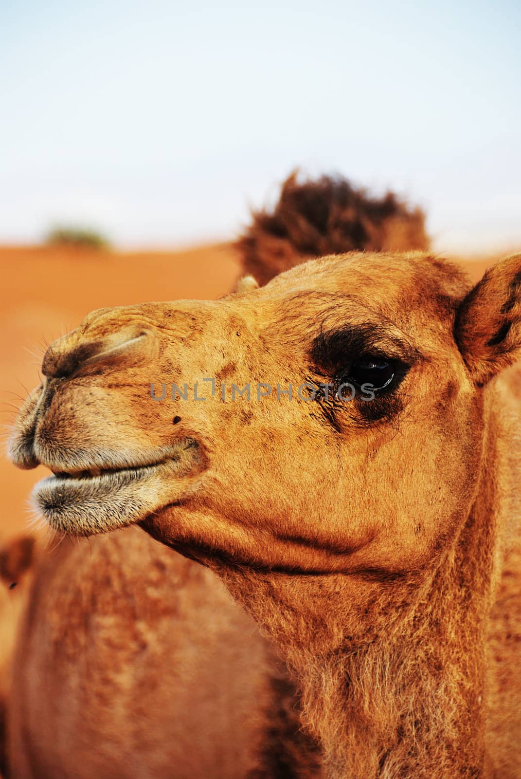 Camel by KRoman