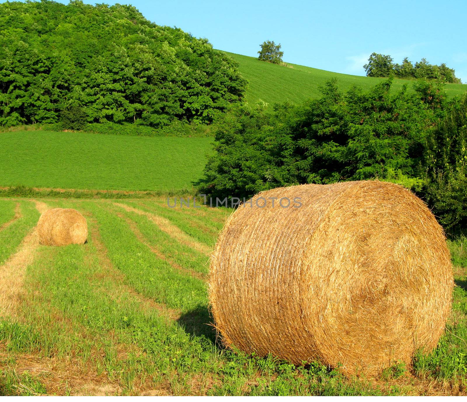 Field of cutted grass with two sheaves of hay