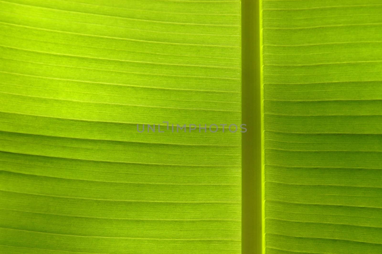 Close-up of a green leaf by mrdoomits