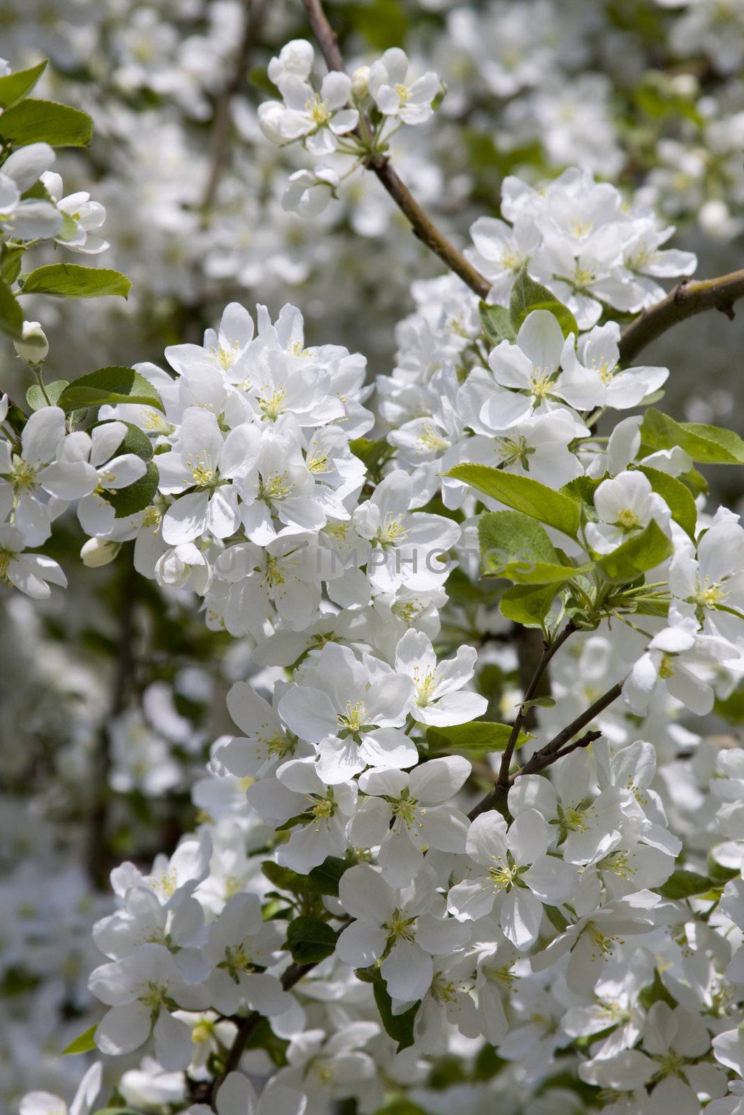 Large blossoming flowers of an apple-tree