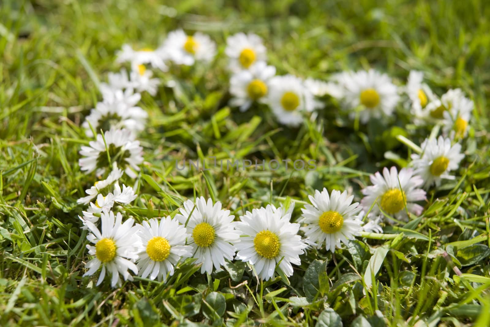 daisy chain in the shape of a heart on the grass