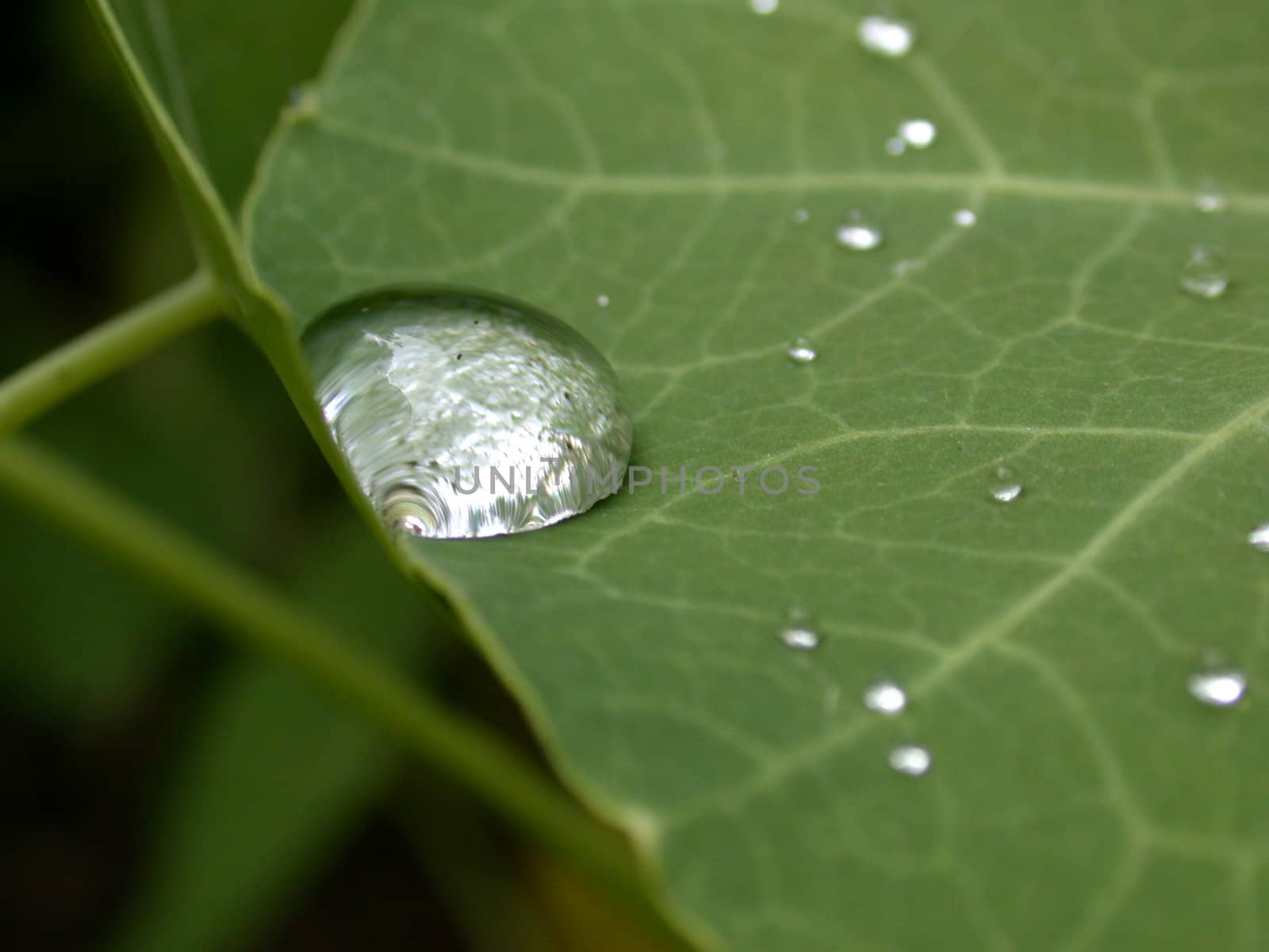 The drop of water on leaf. After rain.