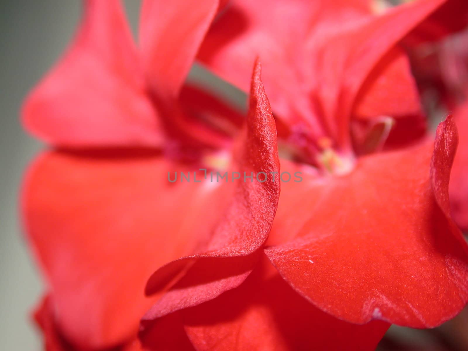 The red petal abstraction. The floral background.