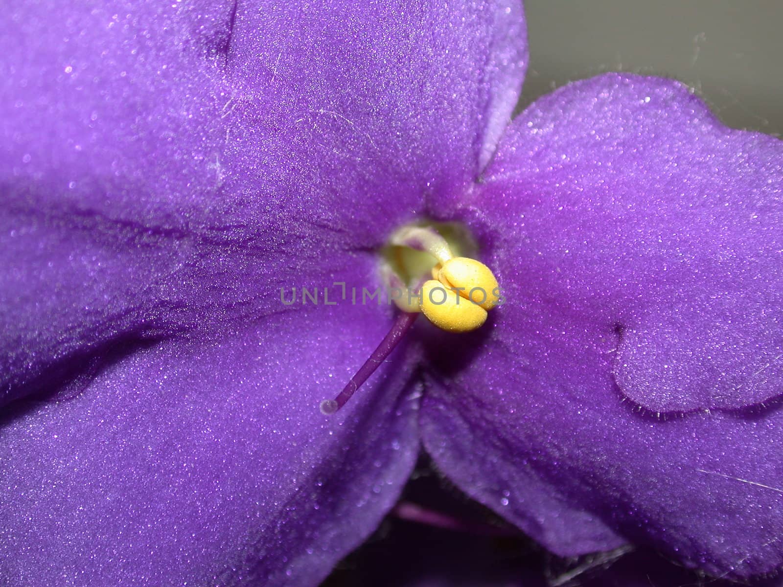 the violet, flower macro