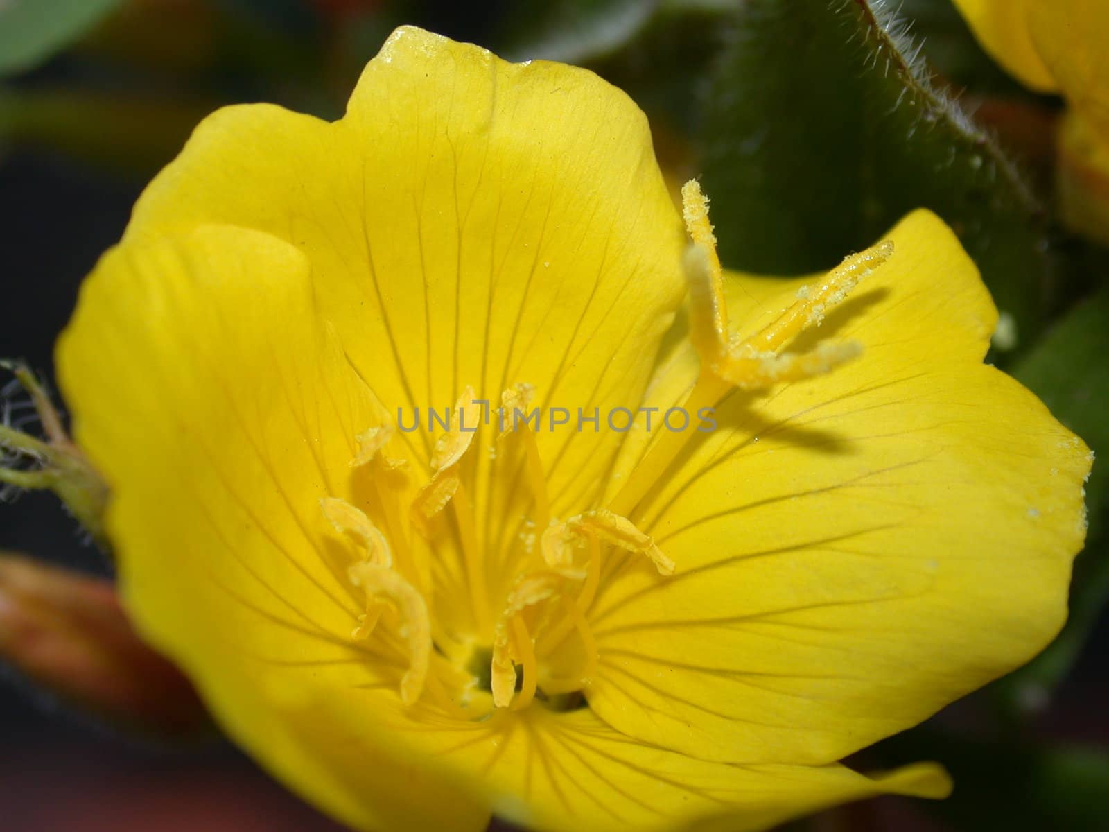 Yellow Flower by sav