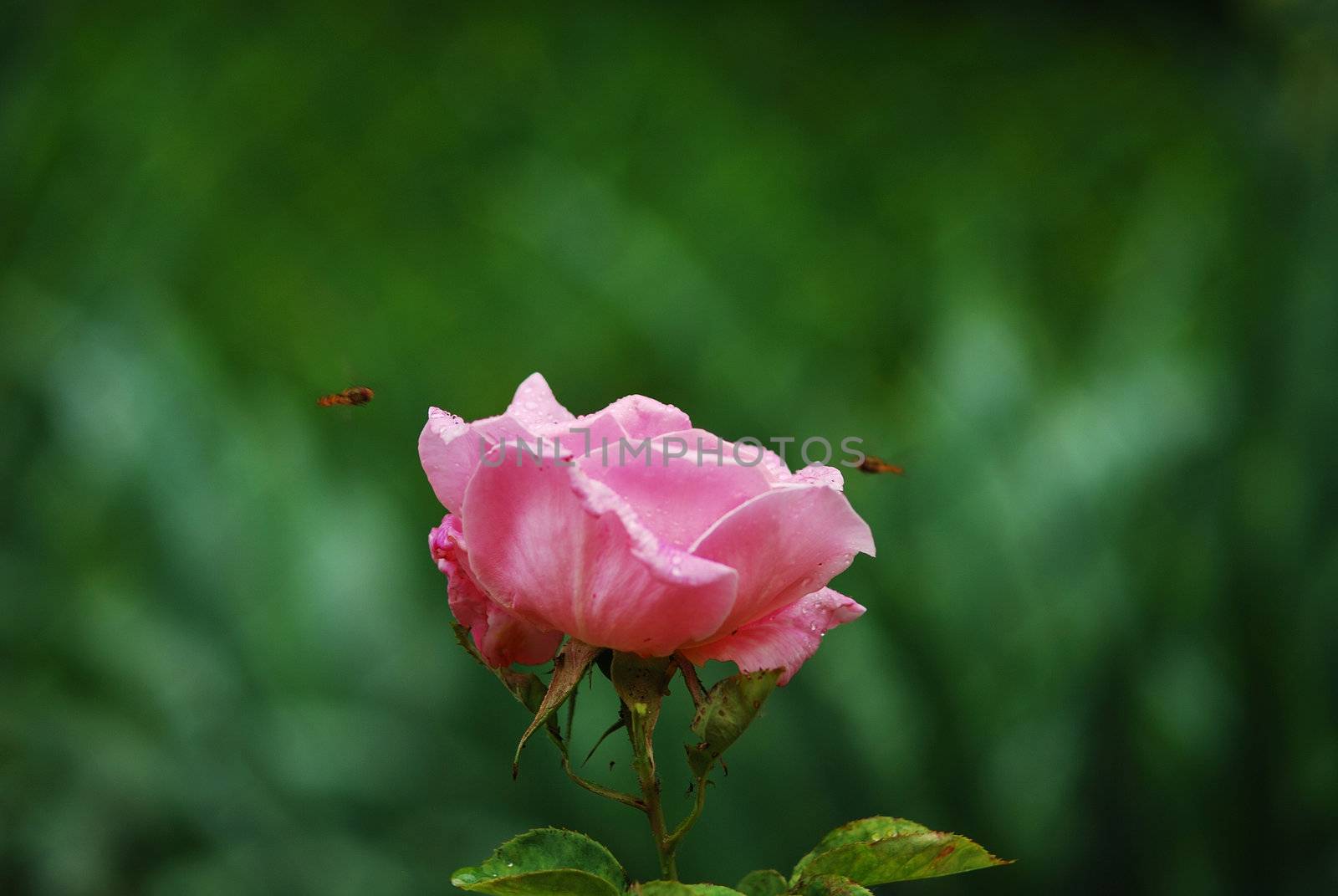 roses by verbano
