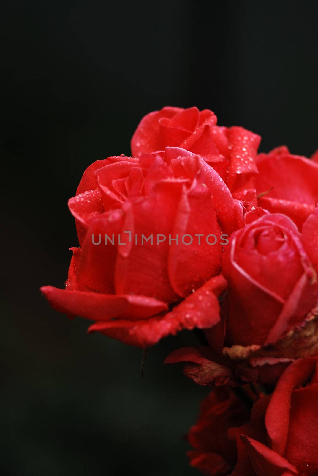 roses by verbano