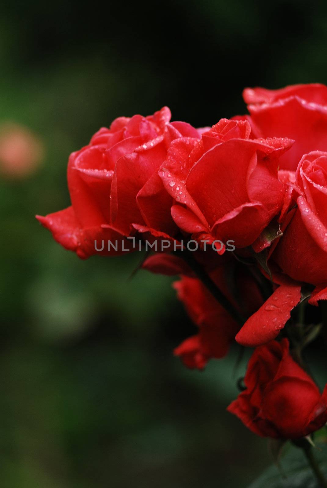 roses by verbano