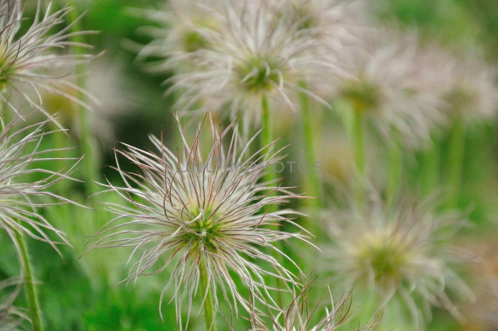 Whispy flowers wave and dance in the breeze.