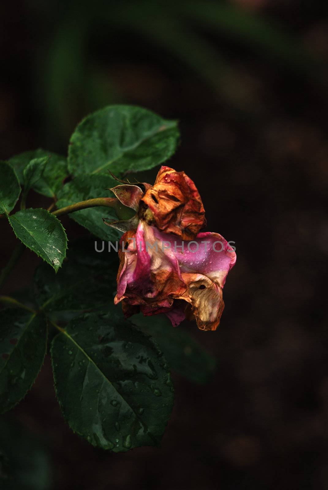 shrub of the genus Rosa, and the flower of this shrub.There are more than a hundred species of wild roses, all from the northern hemisphere and mostly from temperate regions. The species form a group of generally prickly shrubs or climbers, and sometimes trailing plants, reaching 2–5 metres tall, occasionally reaching as high as 20 metres by climbing over other plants