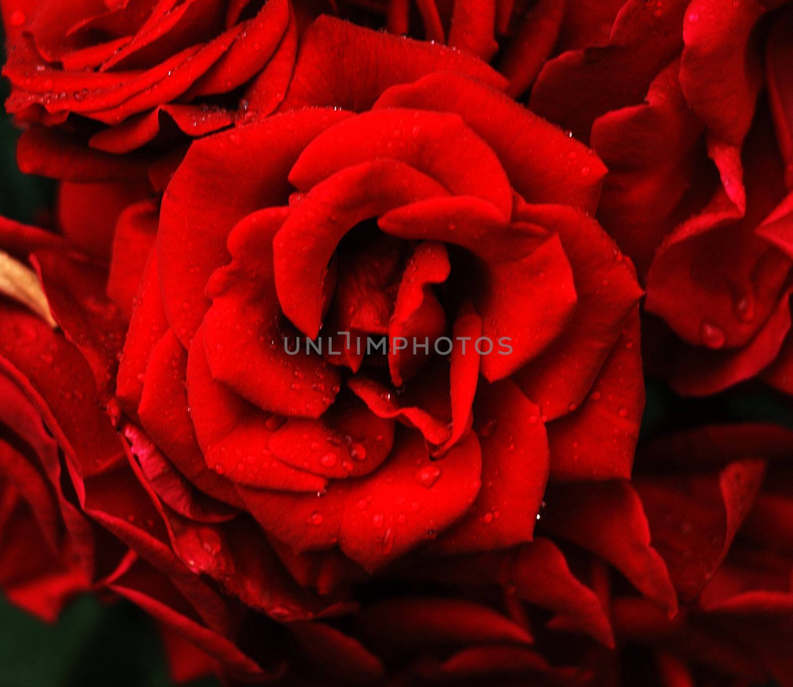 roses by verbano