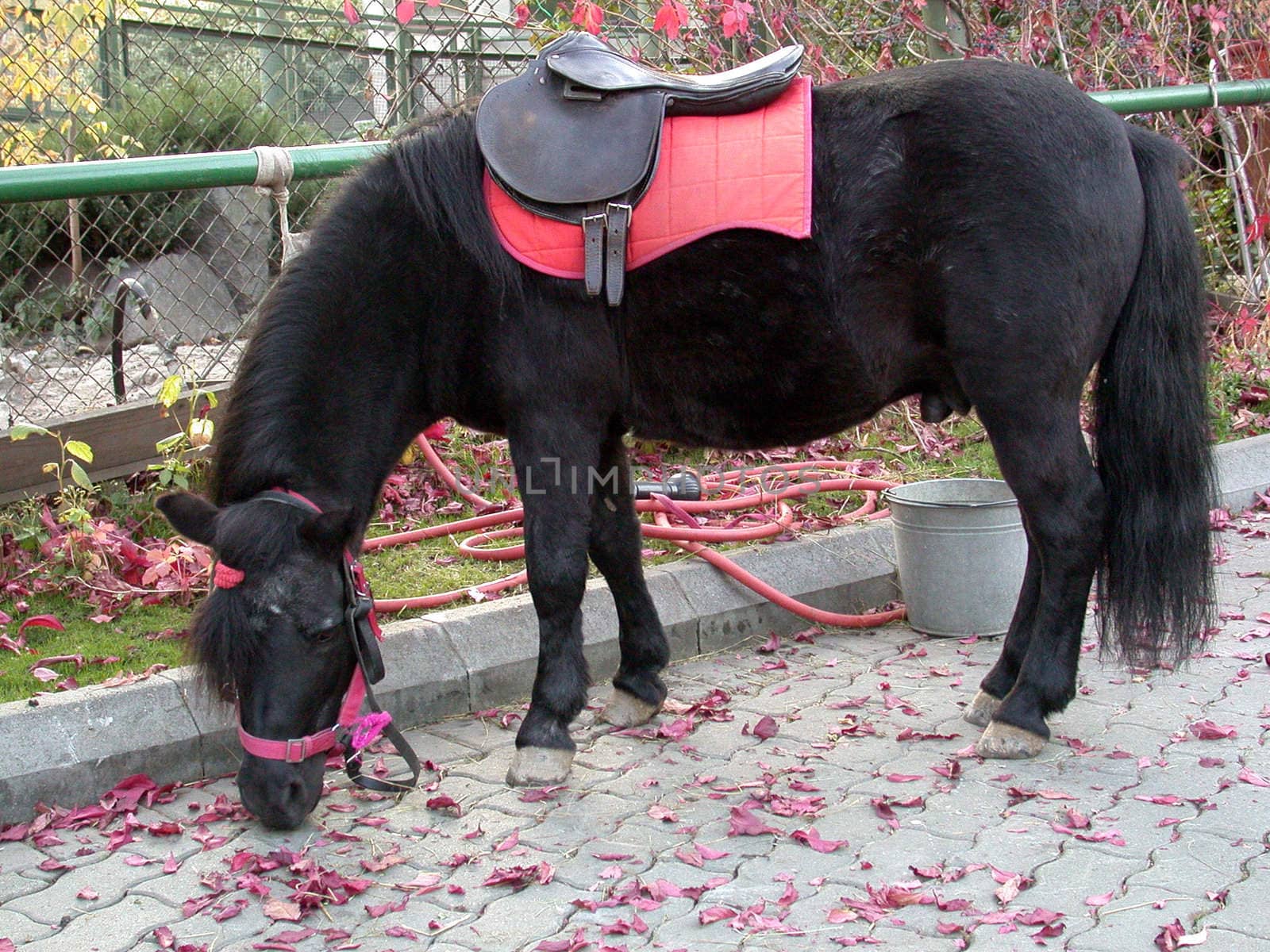 The pony for entertainment of children in a zoo