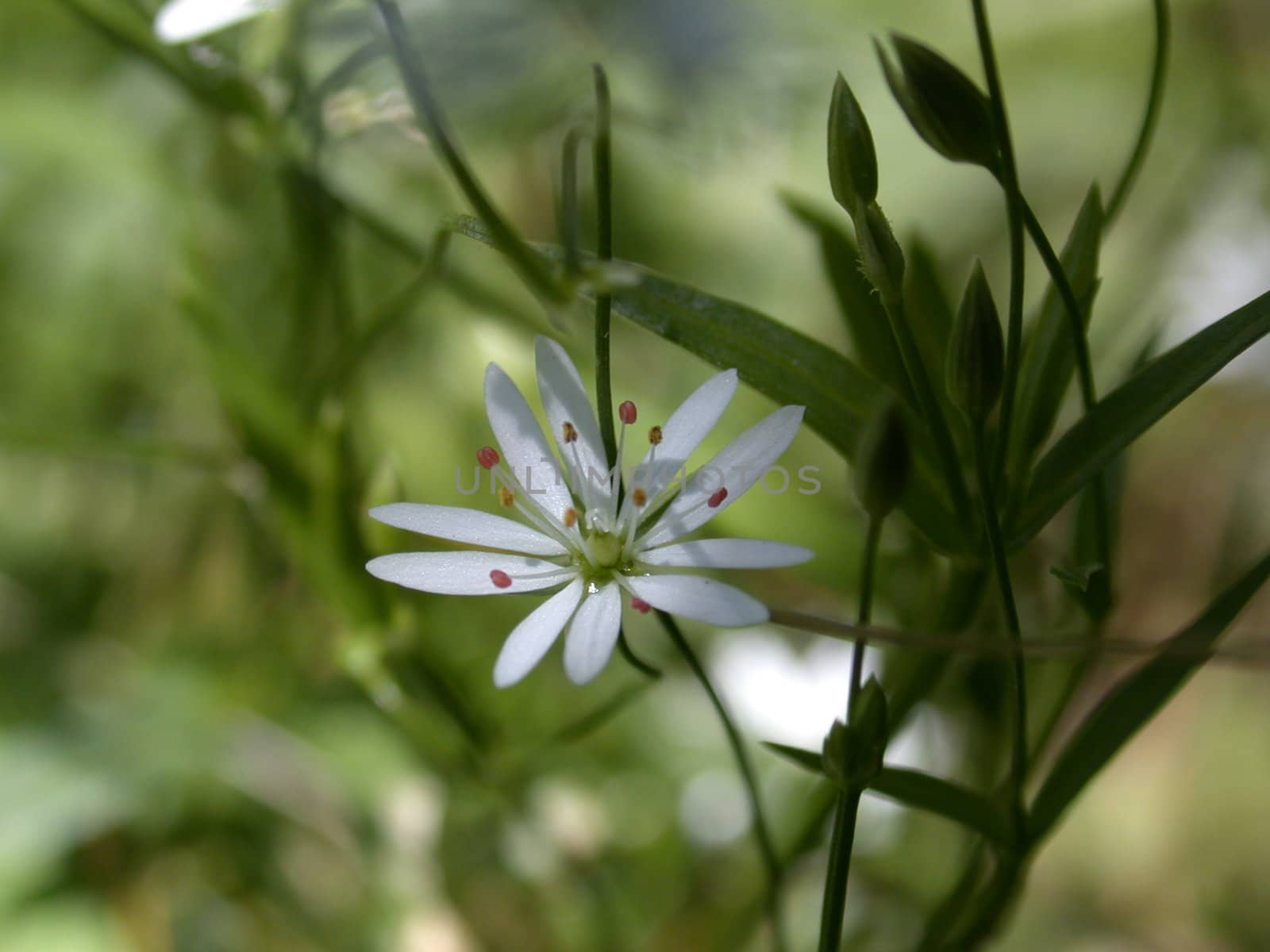 The white flower, macro