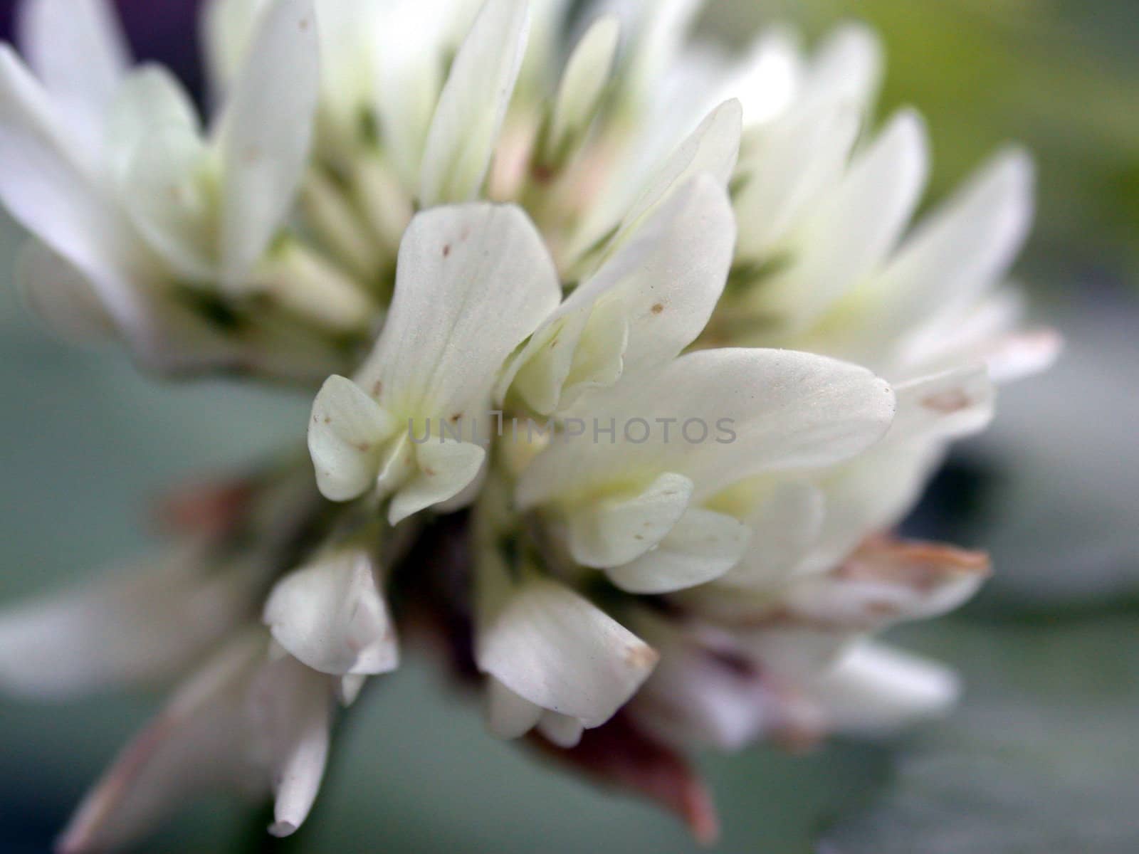 white dutch clover, macro