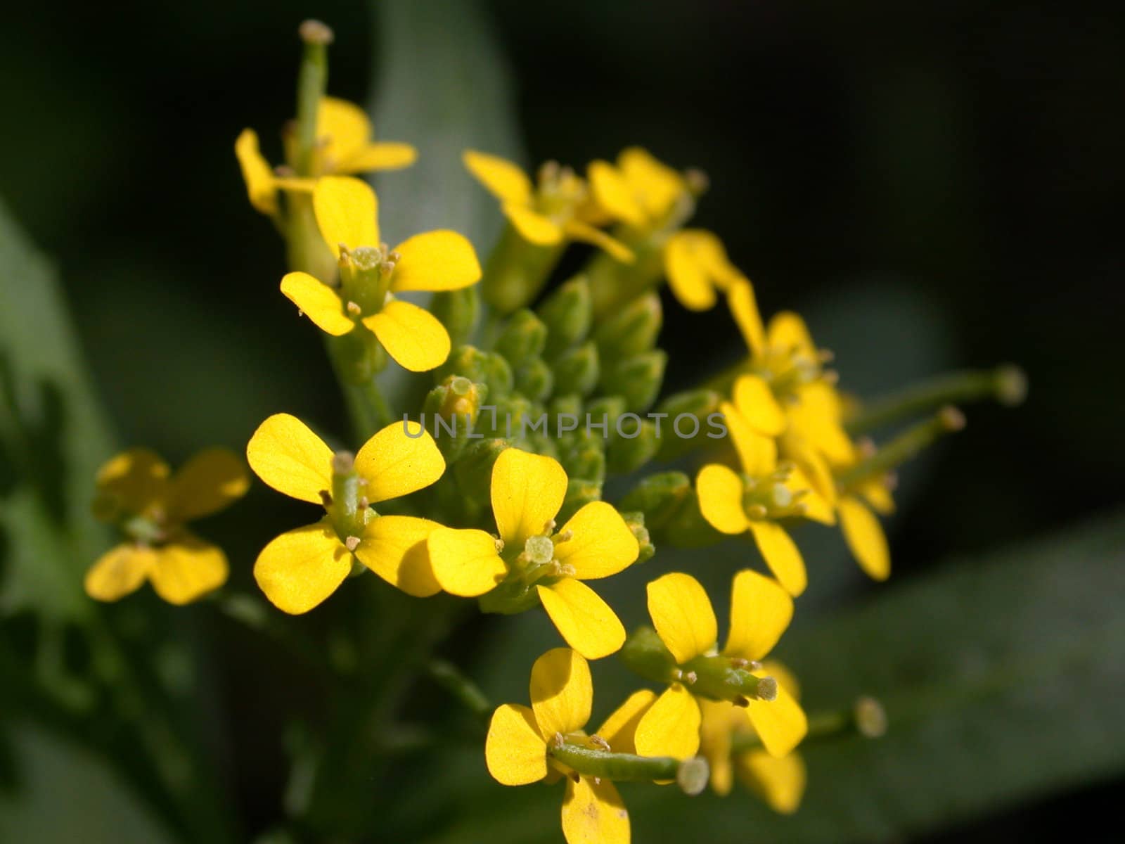 The yellow flowerses, macro