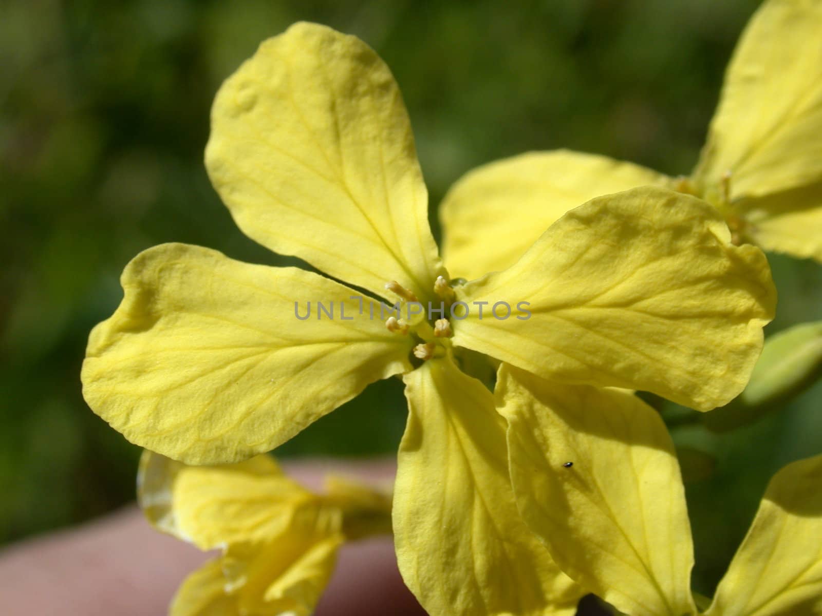 The yellow flower macro