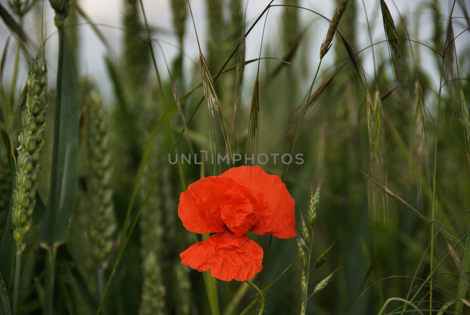 A single Poppy and wild grasses at the edge of a wheat field in Kent,UK