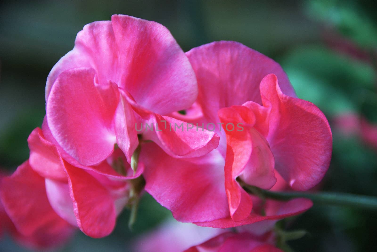 Sweet Pea Flower.