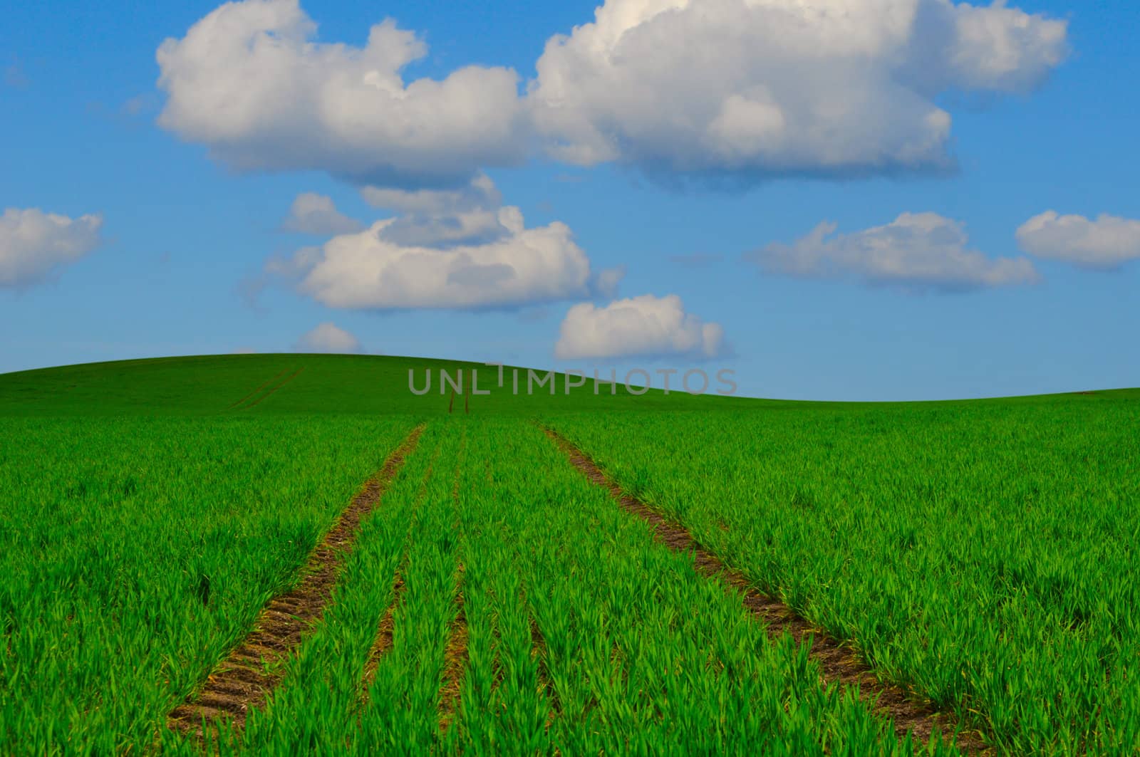Green field landscape with blue sky