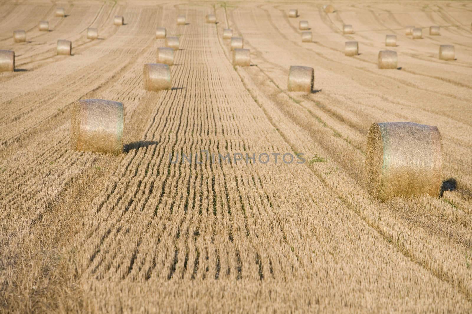 field full of haystacks ready for collection at harvest time