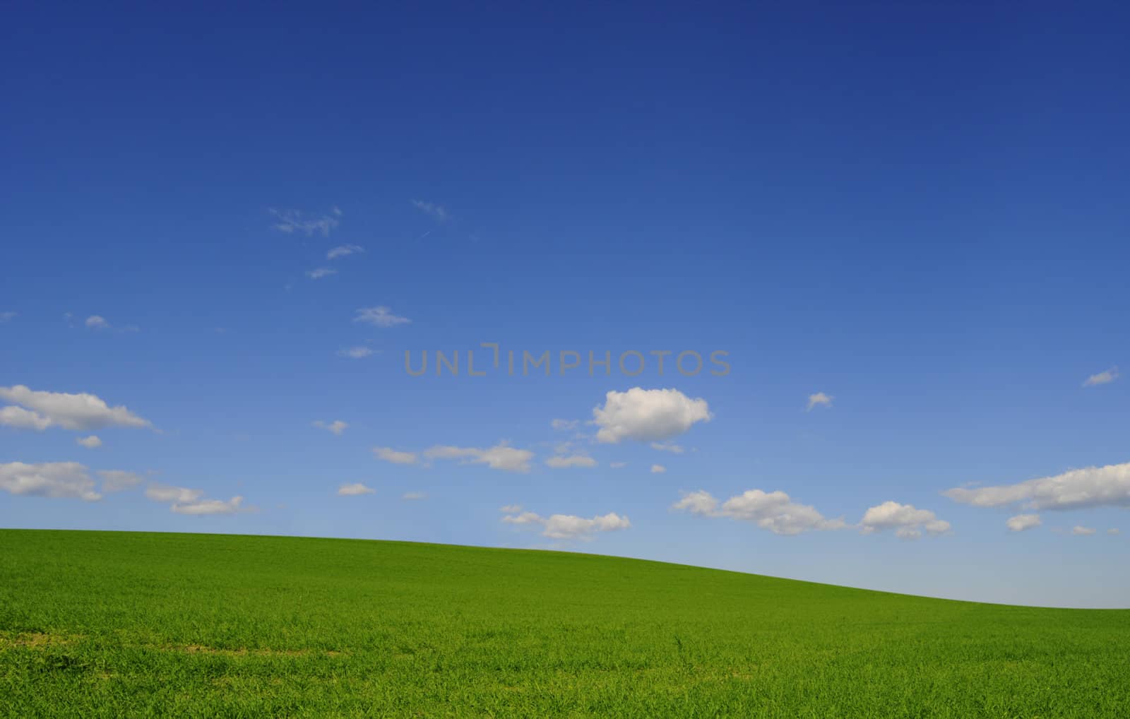 green field and blue sky