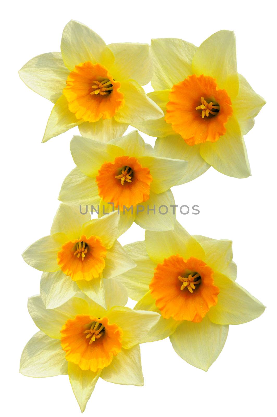 daffodils by Magnum