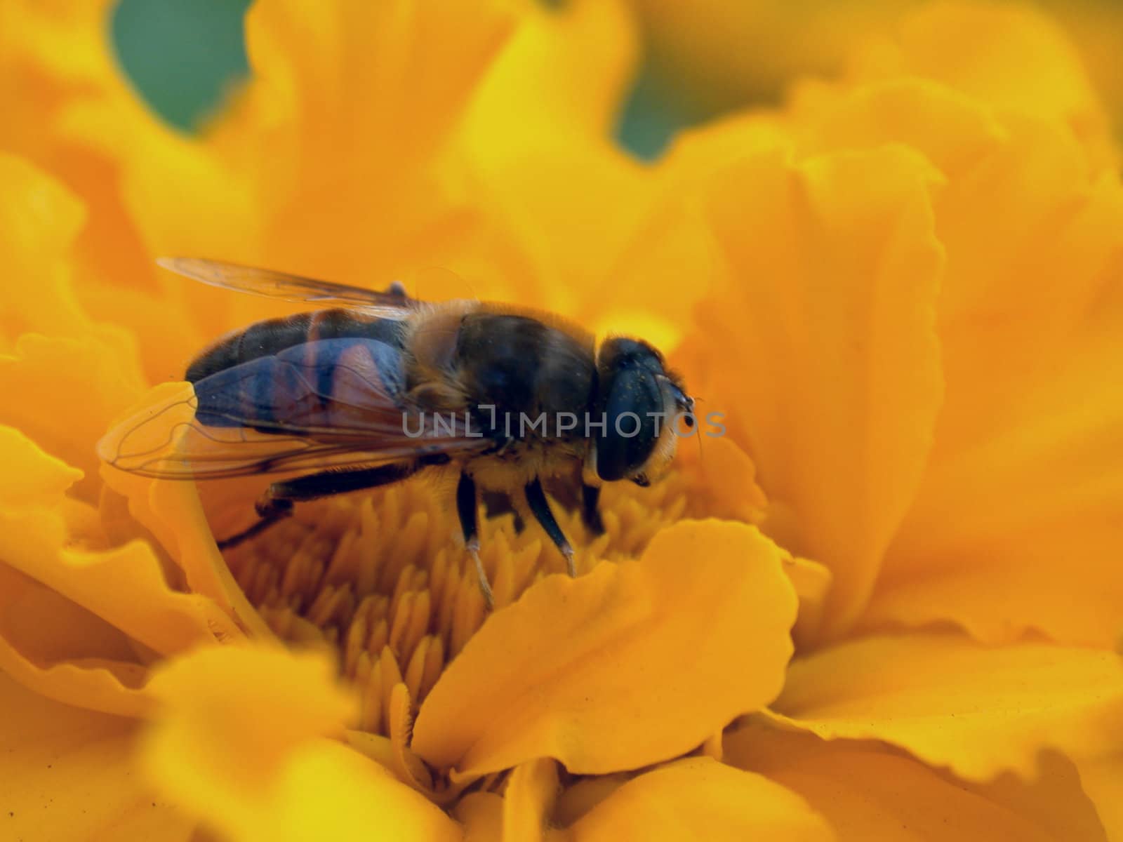 The fly on the yellow flower, macro. Do Not know exact name of this type of the fly.