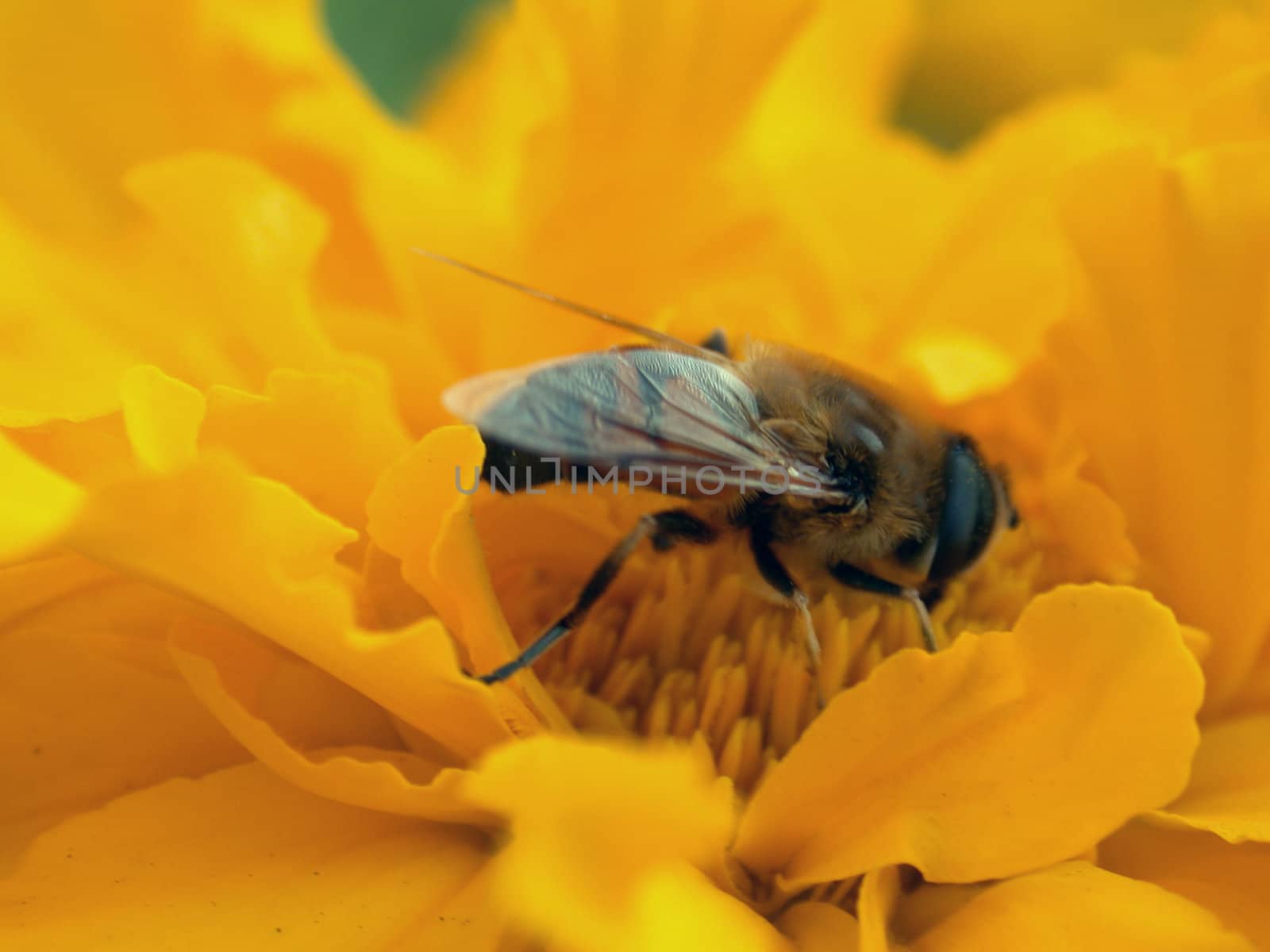 The fly on the yellow flower, macro. Do Not know exact name of this type of the fly.