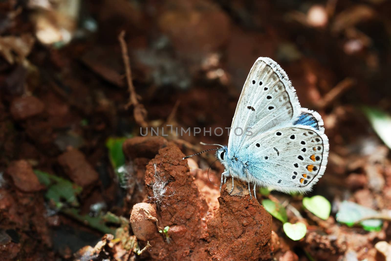 Amanda's Blue (Polyommatus amanda) male butterfly sucking moist from wet ground.